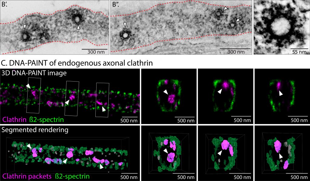 clathrin along axons (Fig. from Ganguly et al., bioRxiv 2020)