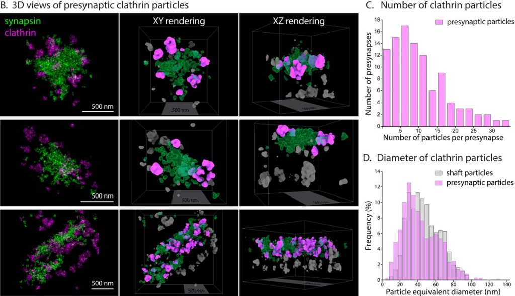 clathrin at presynapses (Fig. from Ganguly et al., bioRxiv 2020)