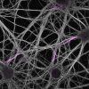 Hippocampal neurons labeled for neurofascin (magenta) and microtubules (grey)