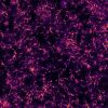 Large-scale view of an hippocampal neuronal culture