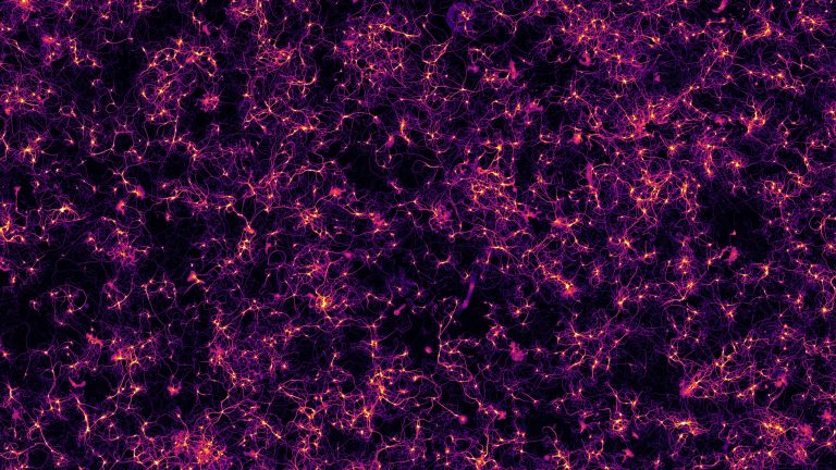 Large-scale view of an hippocampal neuronal culture