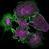 COS cells labeled for actin (green) and microtubules (magenta)
