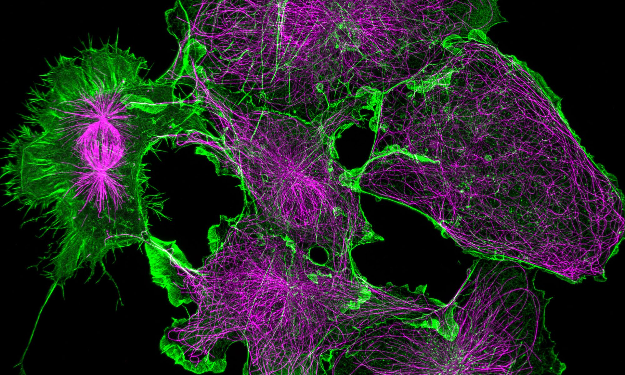COS cells labeled for actin (green) and microtubules (magenta)