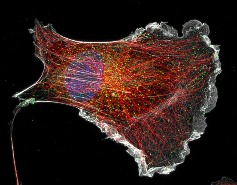 COS cell labeled for actin (grey), microtubules (red), clathrin (green) and DNA (blue)
