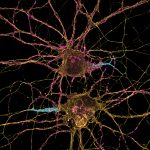 Mature hippocampal neurons labeled for beta4-spectrin (cyan), beta2-spectrin (yellow) and actin (magenta)