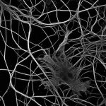 Glial cell surrounded by axons (microtubules labelling)