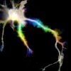 Temporal color-coded image from a movie of a neuron expressing a membrane marker