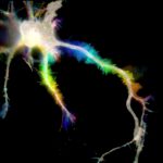Temporal color-coded image from a movie of a neuron expressing a membrane marker
