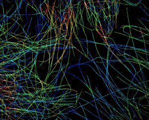 3D-STORM image of microtubules in COS cells 3D-STORM image of microtubules in COS cells