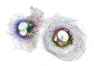 COS cells labeled for clathrin (blue), mitochondria (ref), intermediate filaments (green) and microtubules (grey) COS cells labeled for clathrin (blue), mitochondria (ref), intermediate filaments (green) and microtubules (grey)