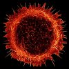 STORM image of a young hippocampal neuron stained for actin STORM image of a young hippocampal neuron stained for actin