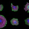 Gallery of COS cells labeled for actin (green), microtubules (magenta) and nucleus (blue) Gallery of COS cells labeled for actin (green), microtubules (magenta) and nucleus (blue)