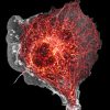 COS cell labeled for microtubules (orange) and actin (grey) COS cell labeled for microtubules (orange) and actin (grey)