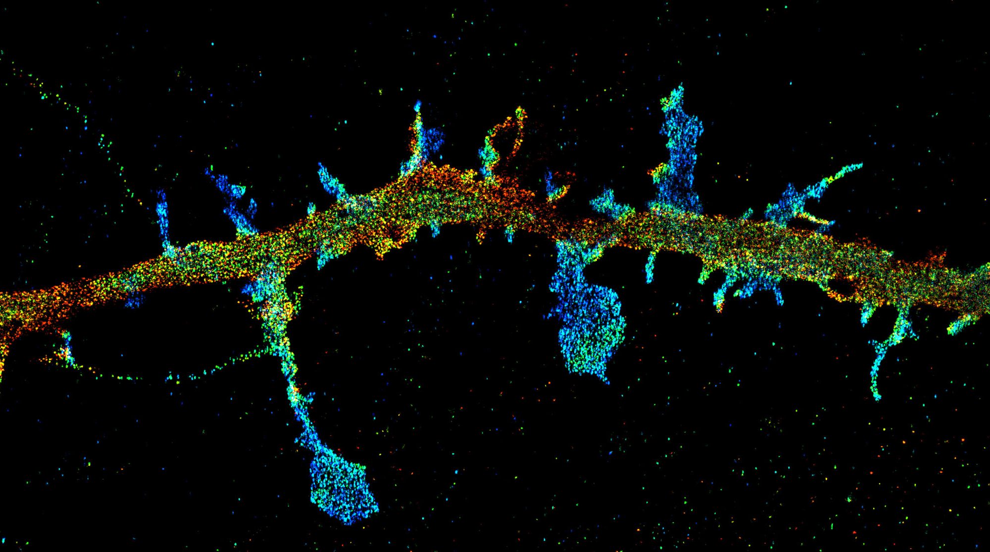 3D-STORM image of a dendrite labeled with a cytosolic protein (depth color-code)
