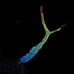 STORM image of an axon initial segment labeled for ankyrin G (depth color-code)
