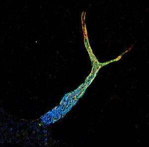 STORM image of an axon initial segment labeled for ankyrin G (depth color-code)