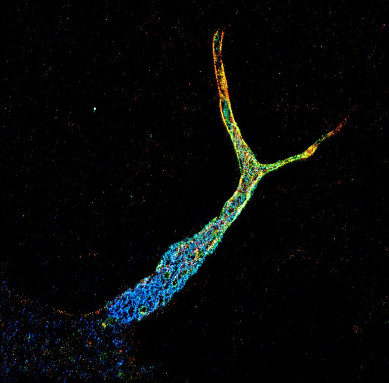 STORM image of an axon initial segment labeled for ankyrin G (depth color-code)
