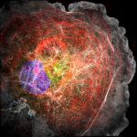 SIM image of a COS cell labeled for microtubules (red), clathrin (green), actin (grey) and nucleus (blue) SIM image of a COS cell labeled for microtubules (red), clathrin (green), actin (grey) and nucleus (blue)