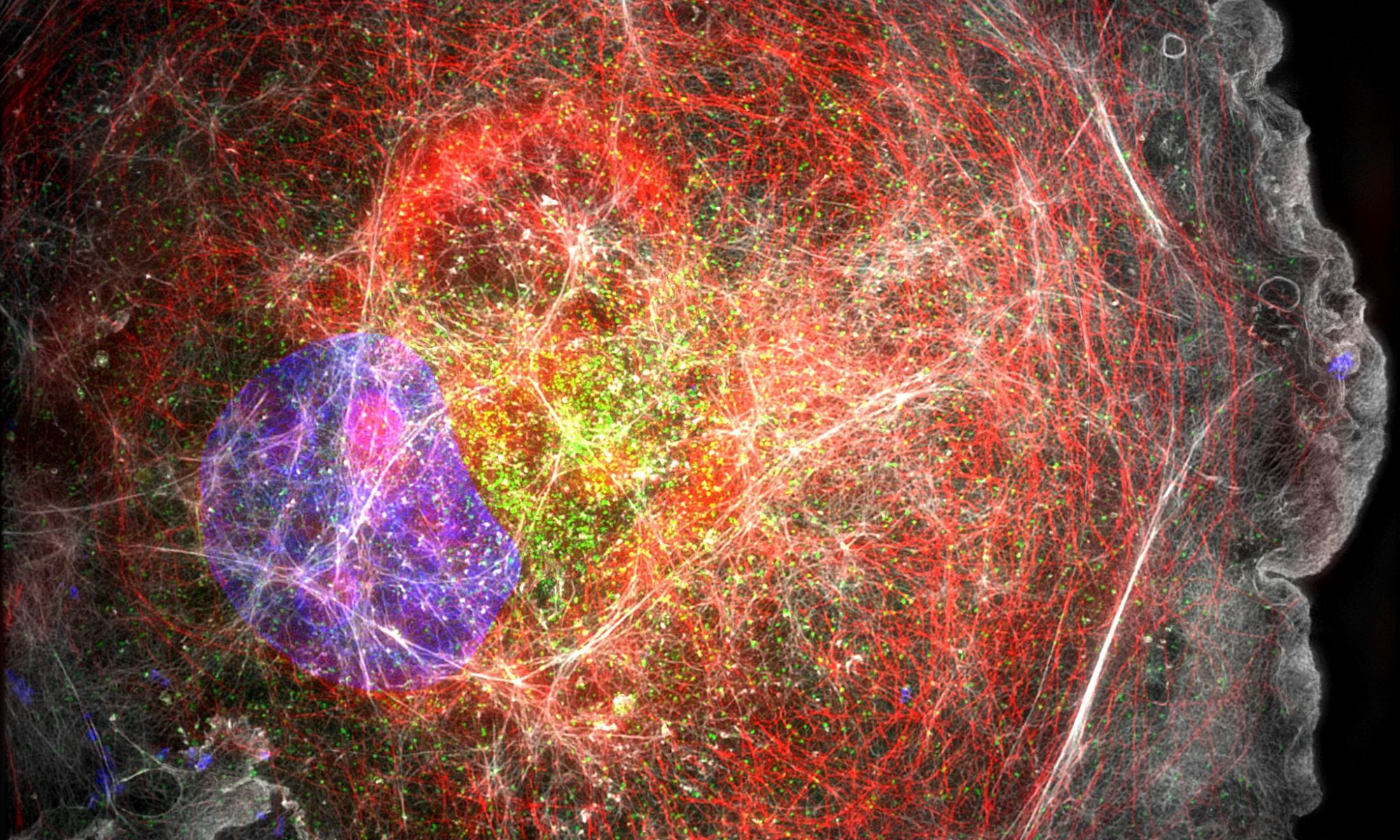 SIM image of a COS cell labeled for microtubules (red), clathrin (green), actin (grey) and nucleus (blue) SIM image of a COS cell labeled for microtubules (red), clathrin (green), actin (grey) and nucleus (blue)