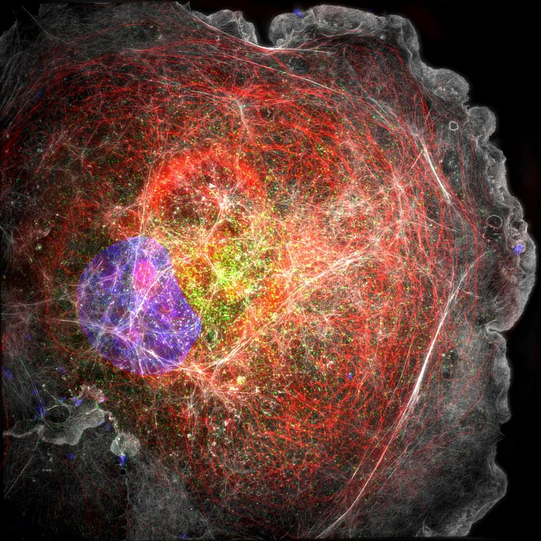 SIM image of a COS cell labeled for microtubules (red), clathrin (green), actin (grey) and nucleus (blue) SIM image of a COS cell labeled for microtubules (red), clathrin (green), actin (grey) and nucleus (blue)