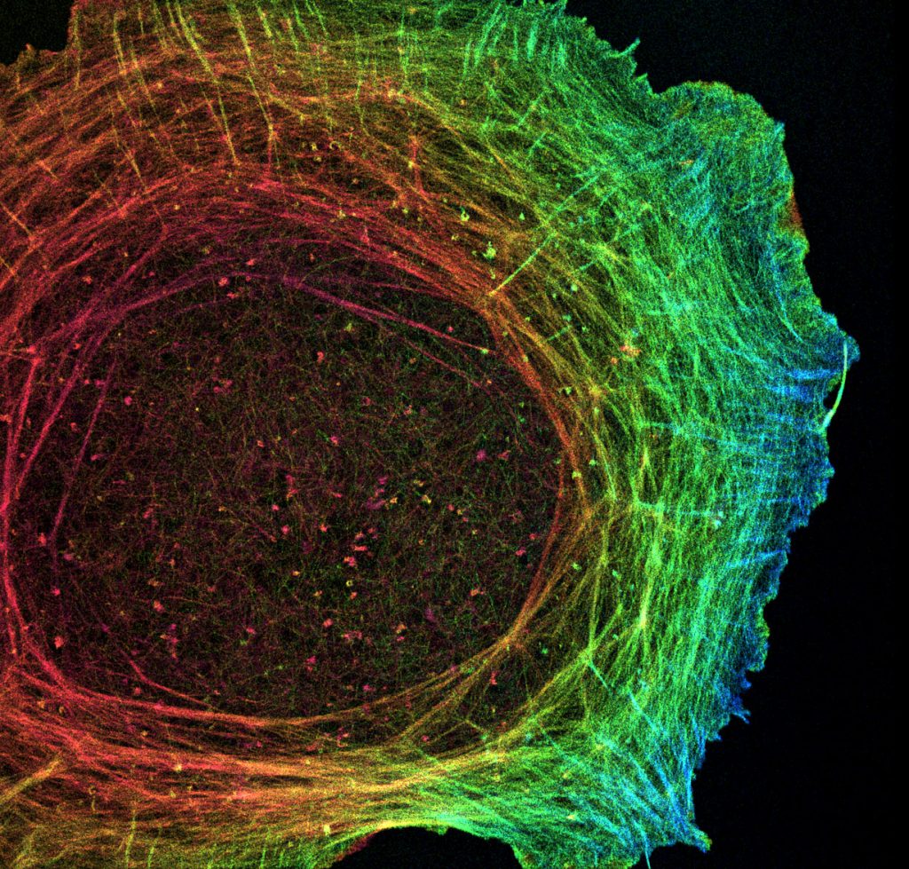 3D-STORM image of a cytoplast labeled for actin (depth color-code) 3D-STORM image of a cytoplast labeled for actin (depth color-code)