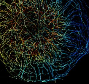 3D-STORM image of a cytoplast labeled for microtubules (depth color-code)