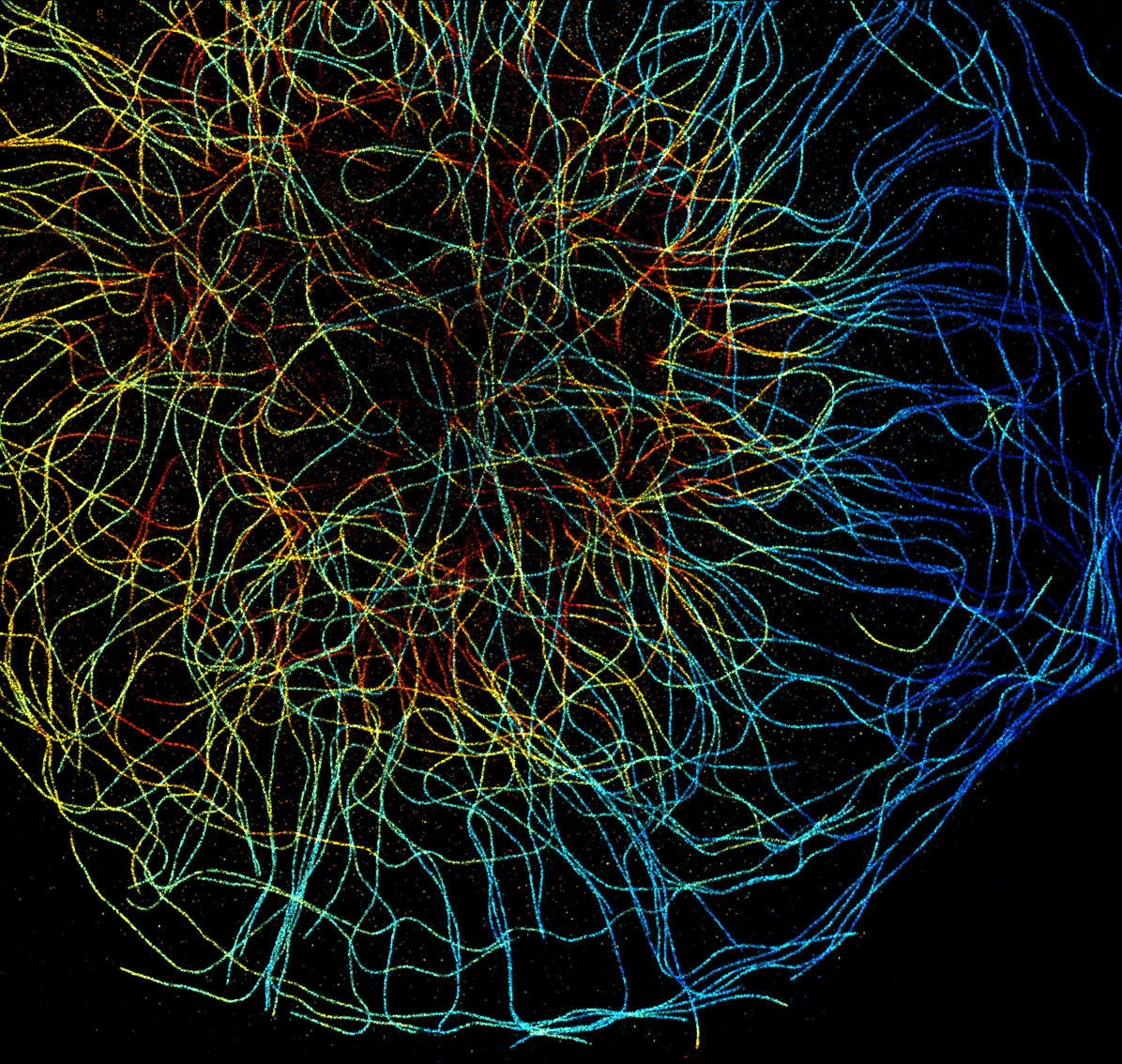3D-STORM image of a cytoplast labeled for microtubules (depth color-code)