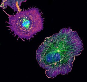 COS cells labeled for actin (purple), microtubules (green) and nucleus (blue) COS cells labeled for actin (purple), microtubules (green) and nucleus (blue)
