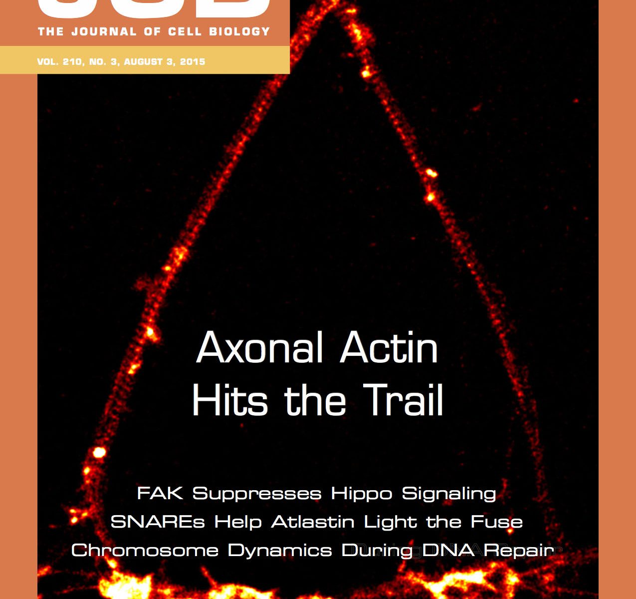 STORM images of actin showing axons (top) contacting a dendrite (bottom), cover of J. Cell. Biol. August 2015 issue