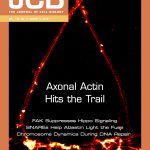 STORM images of actin showing axons (top) contacting a dendrite (bottom), cover of J. Cell. Biol. August 2015 issue STORM images of actin showing axons (top) contacting a dendrite (bottom), cover of J. Cell. Biol. August 2015 issue