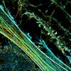 3D-STORM image of a neuronal culture labeled for actin (depth color-code)