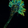 3D-STORM image of an axonal growth cone labeled for actin (depth color-code)
