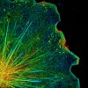 3D-STORM image of a glial cell labeled for actin (depth color-code)