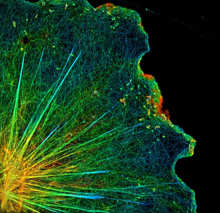 3D-STORM image of a glial cell labeled for actin (depth color-code)