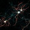 Neuronal culture labeled for map2 (dendrites), spectrin (axon) and neurofascin (AIS) Neuronal culture labeled for map2 (dendrites), spectrin (axon) and neurofascin (AIS)