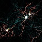 Neuronal culture labeled for map2 (dendrites), spectrin (axon) and neurofascin (AIS) Neuronal culture labeled for map2 (dendrites), spectrin (axon) and neurofascin (AIS)
