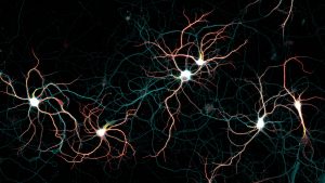 Neuronal culture labeled for map2 (dendrites), spectrin (axon) and neurofascin (AIS) Neuronal culture labeled for map2 (dendrites), spectrin (axon) and neurofascin (AIS)