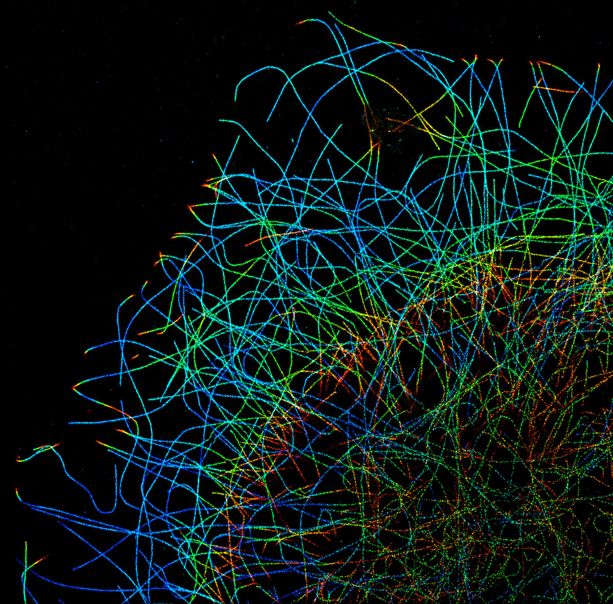 3D-STORM image of a COS cell labeled for microtubules (depth color-code)