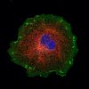 COS cell labeled for actin (green), microtubules (red), clathrin (grey) and DNA (blue)
