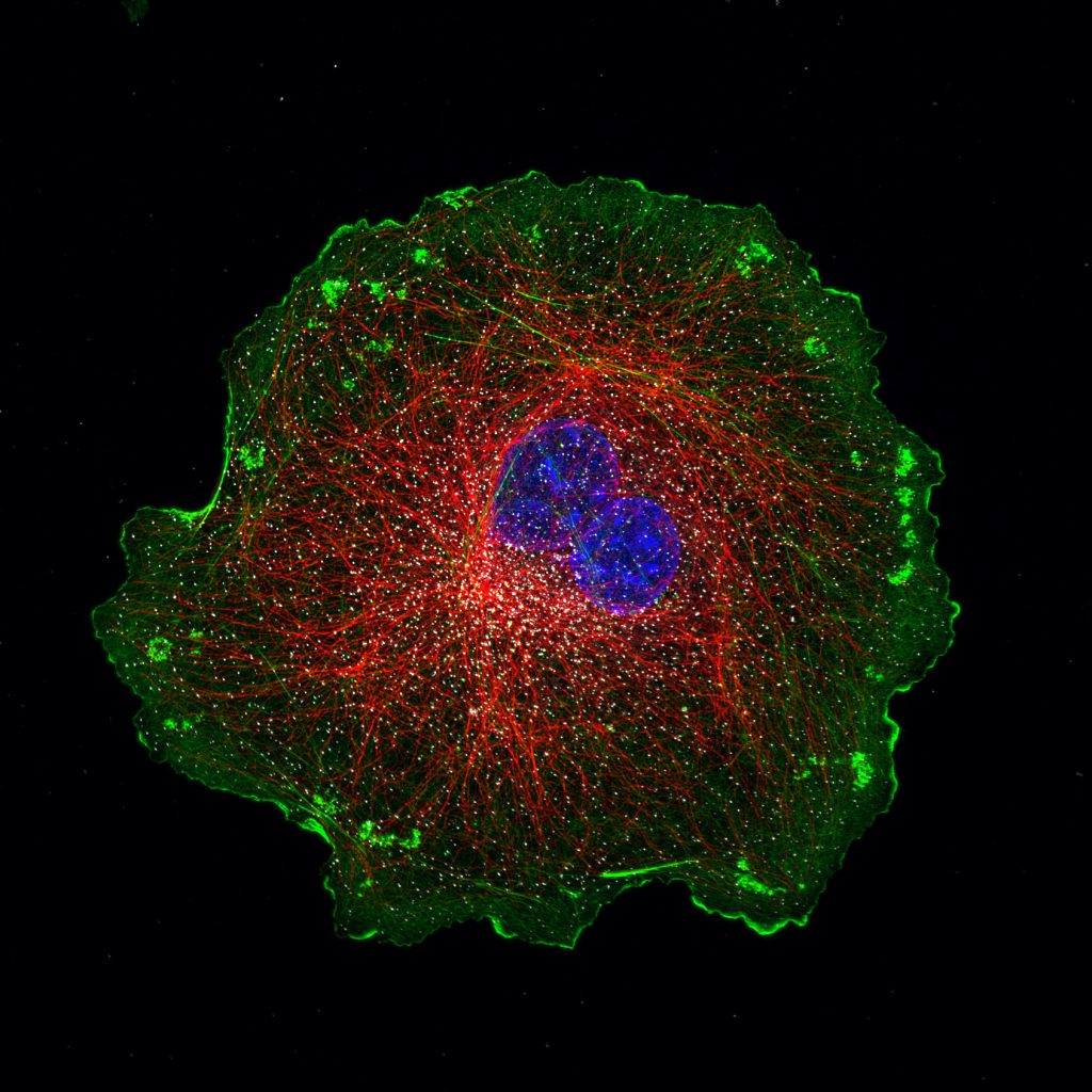 COS cell labeled for actin (green), microtubules (red), clathrin (grey) and DNA (blue)