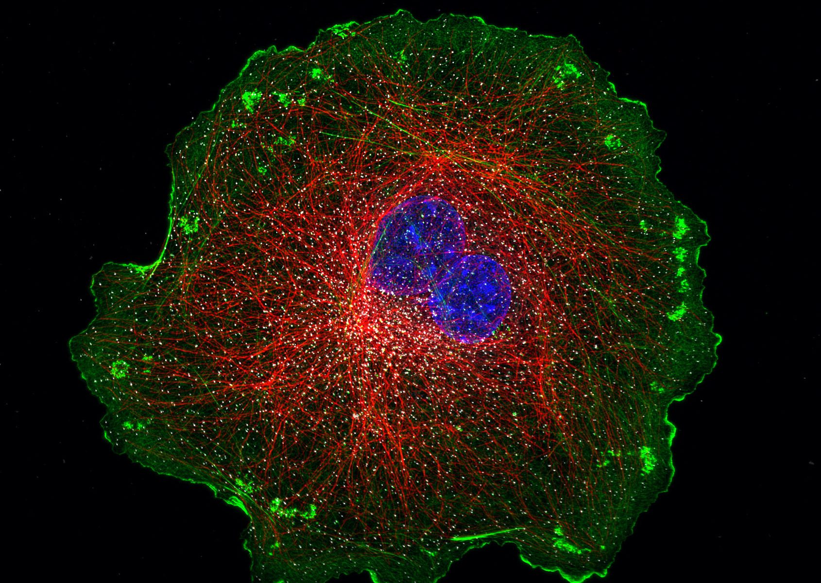 COS cell labeled for actin (green), microtubules (red), clathrin (grey) and DNA (blue)