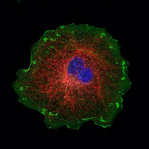 COS cell labeled for actin (green), microtubules (red), clathrin (grey) and DNA (blue)