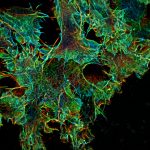 3D-STORM image of COS cells labeled for actin (depth color-code)