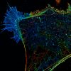 3D-STORM image of a COS cell labeled for actin (depth color-code)