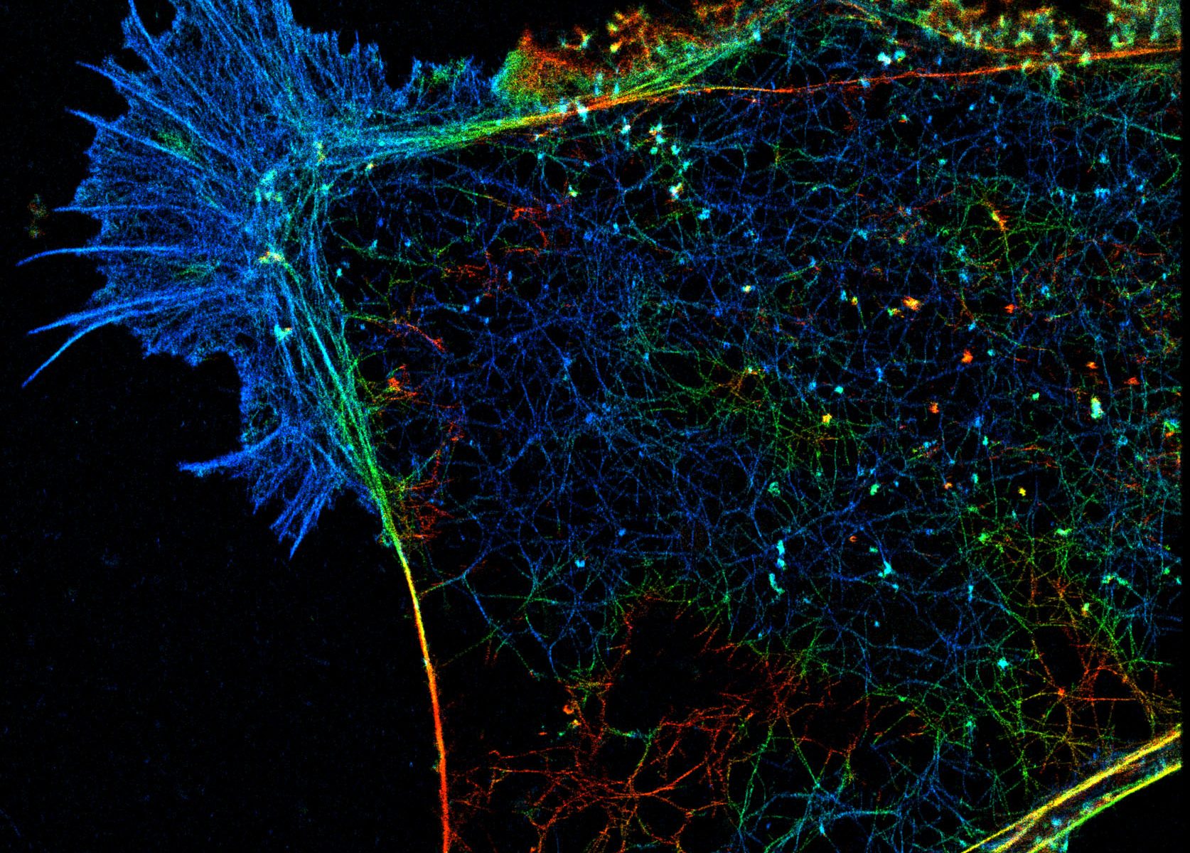 3D-STORM image of a COS cell labeled for actin (depth color-code)