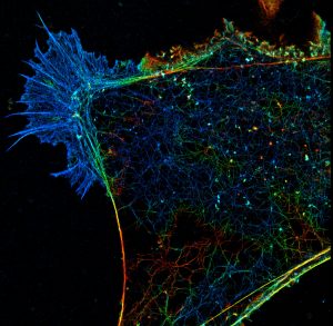 3D-STORM image of a COS cell labeled for actin (depth color-code)