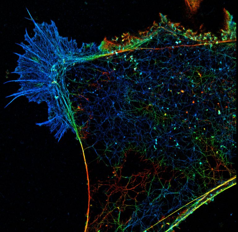 3D-STORM image of a COS cell labeled for actin (depth color-code)