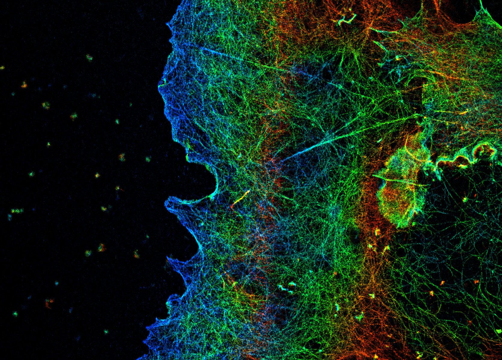 3D-STORM image of a COS cell labeled for actin (depth color-code)