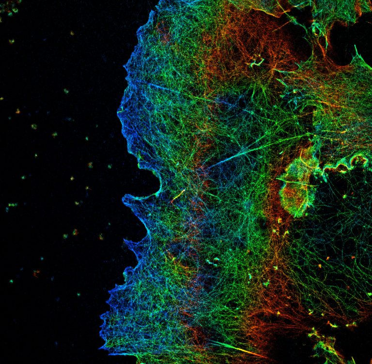 3D-STORM image of a COS cell labeled for actin (depth color-code)