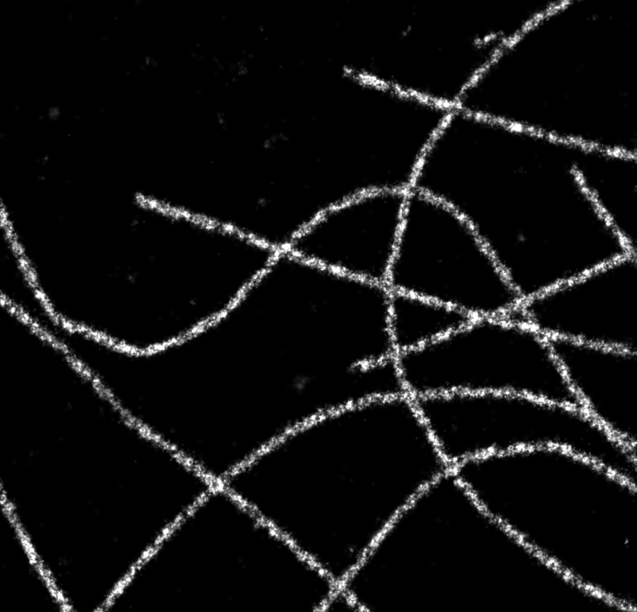 PAINT image of a COS cell labeled for microtubules